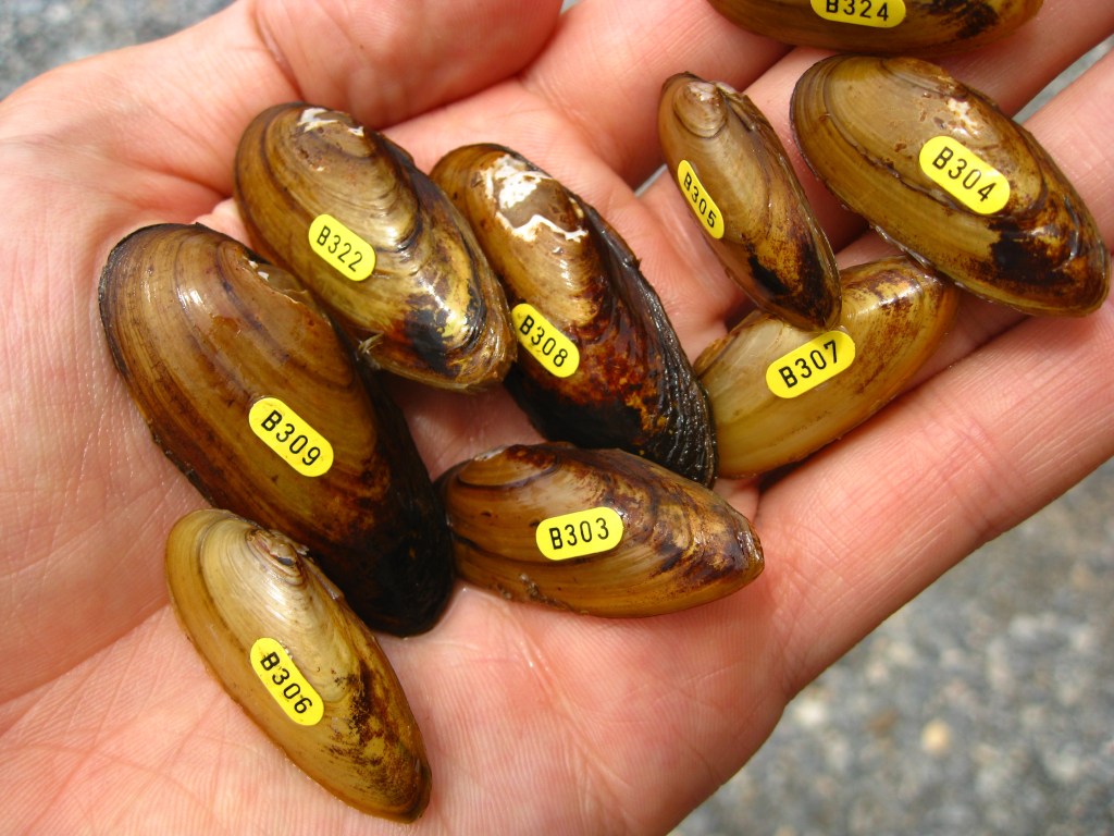 Yellow Lance (Elliptio lanceolata)